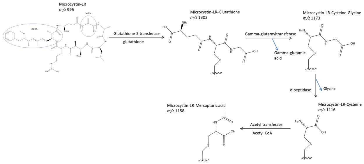 Глицин в глутатион
