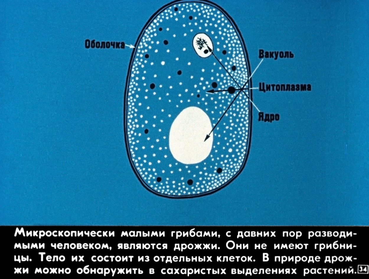 Мелкие вакуоли грибов
