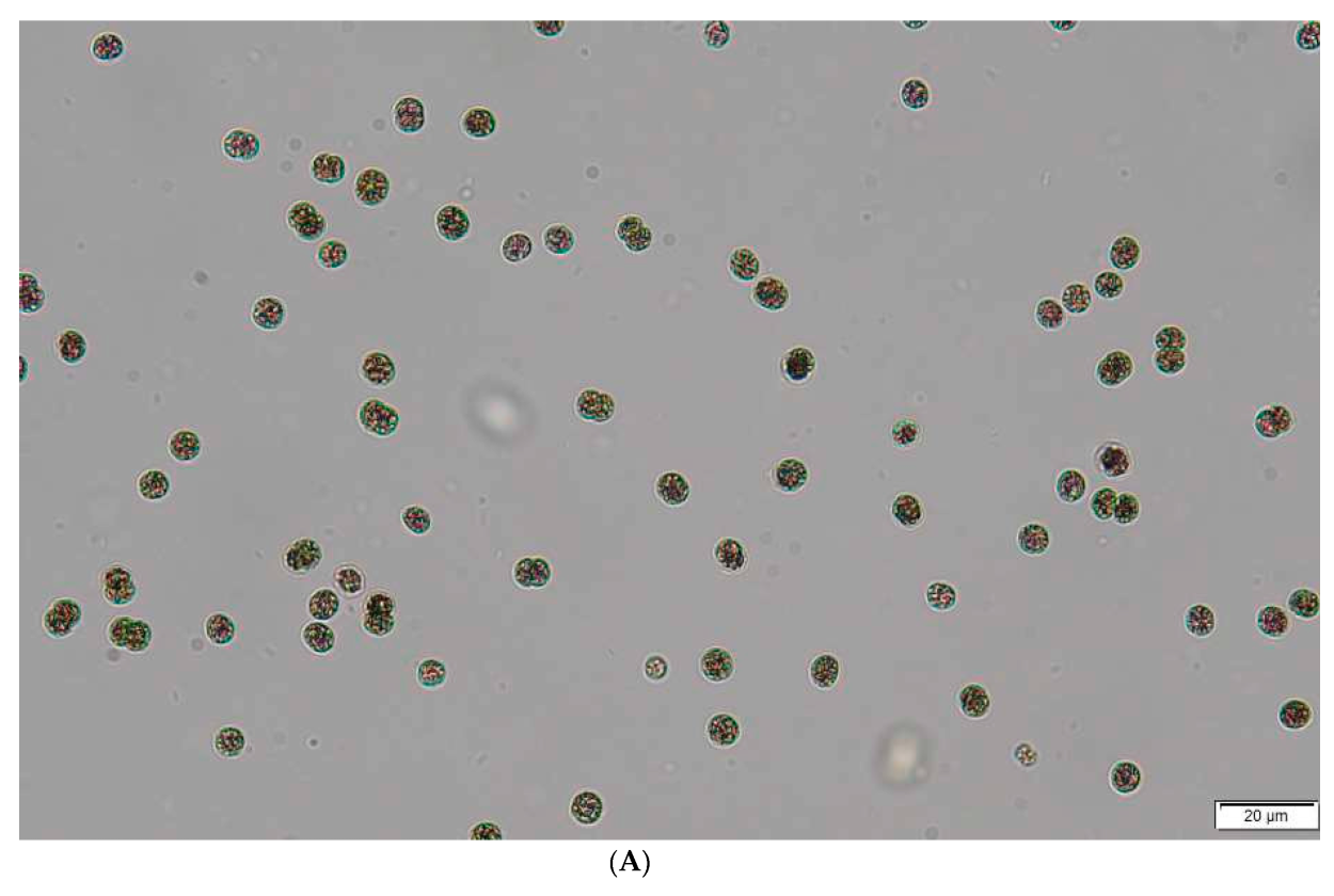 Microcystis pulverea