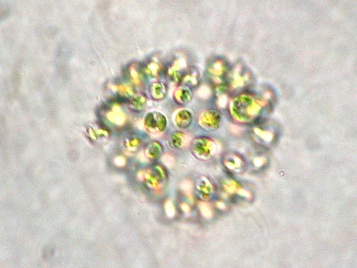 Microcystis pulverea