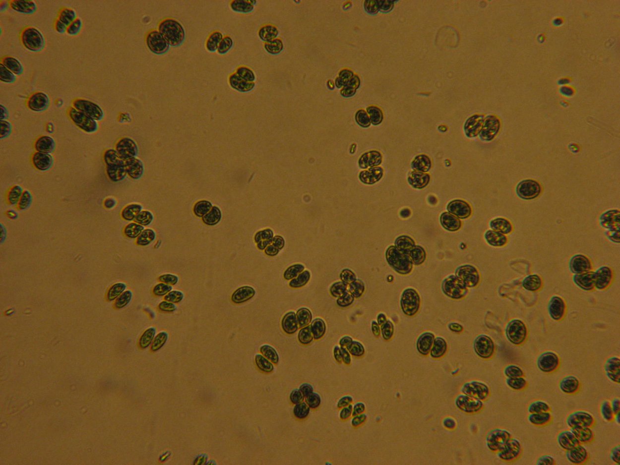 Chroococcus SP