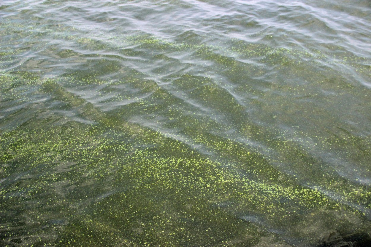 Микроцистис водоросль