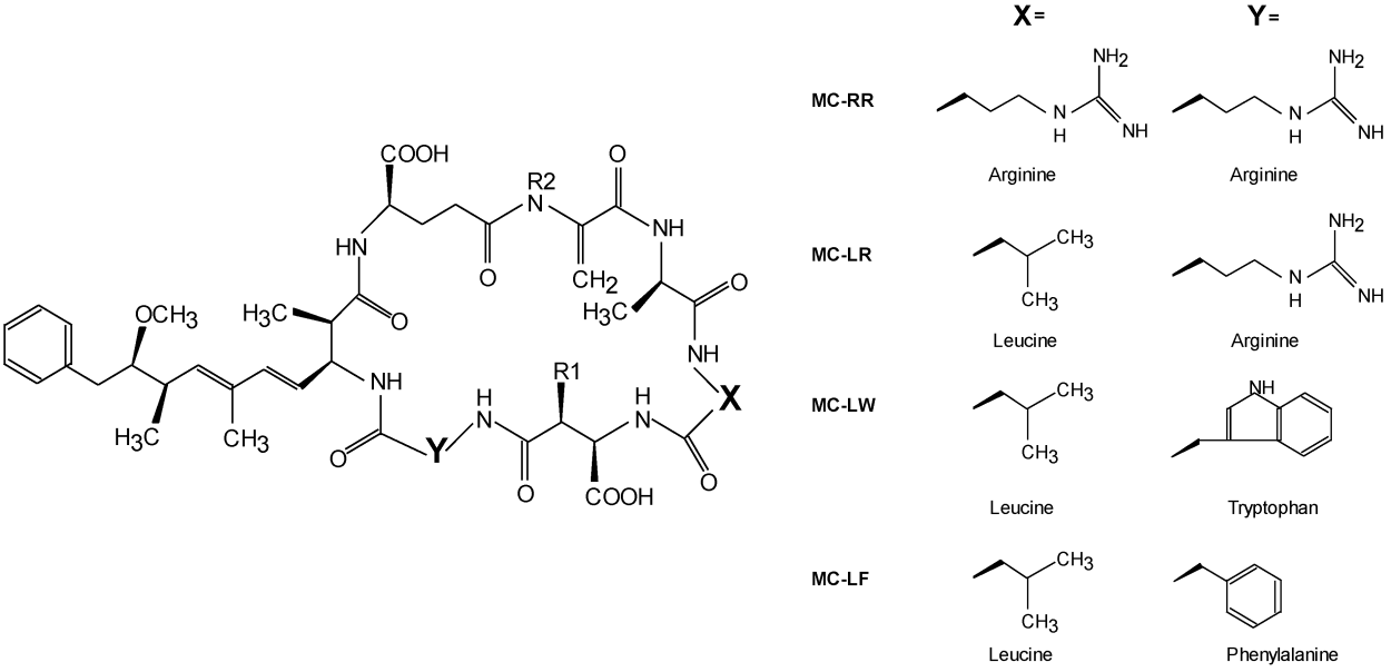 Лейцина и триптофана