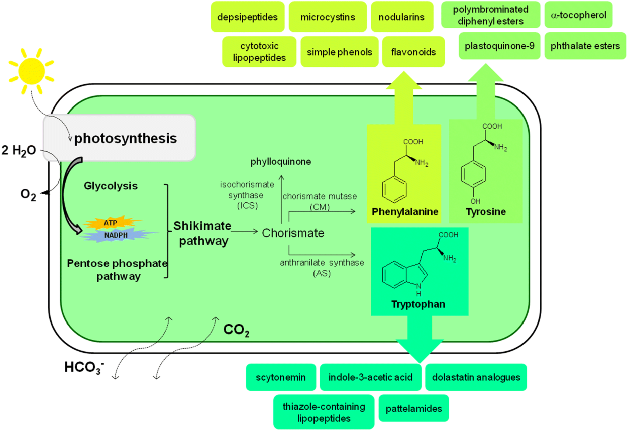 Брюхоногие жемчуг