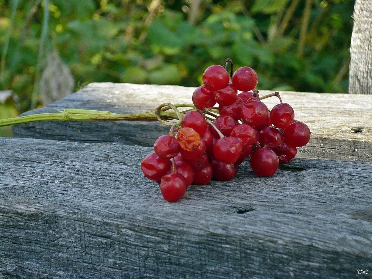 Боярышник Желтоплодный