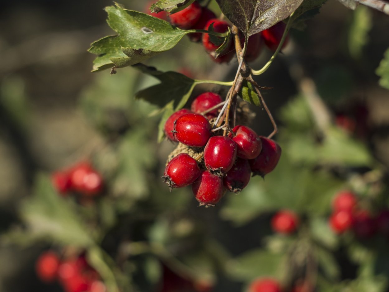 Боярышник Сибирский