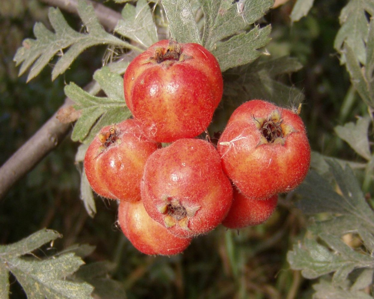 Ягоды на деревьях