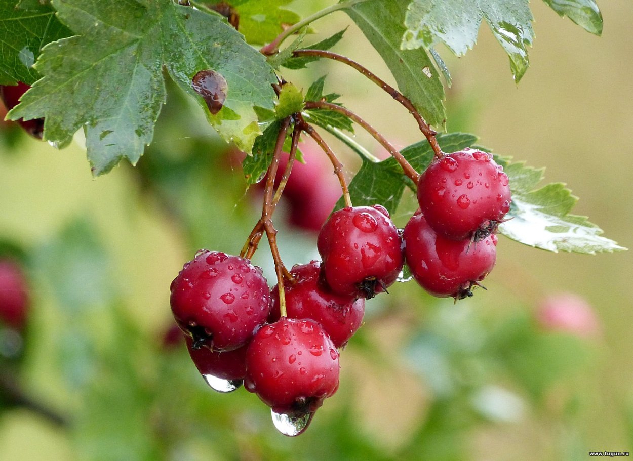 Боярышник Максимовича (Crataegus maximowiczii)