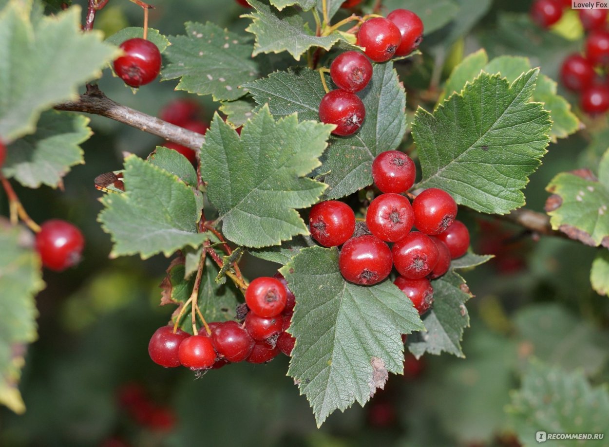 Боярышник обыкновенный ягоды