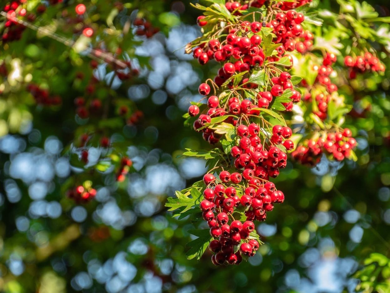 Боярышник вееровидный