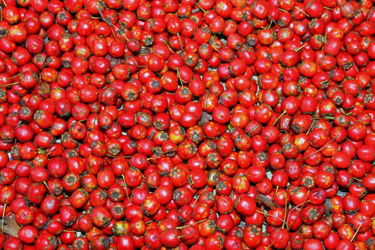 Боярышник россыпью