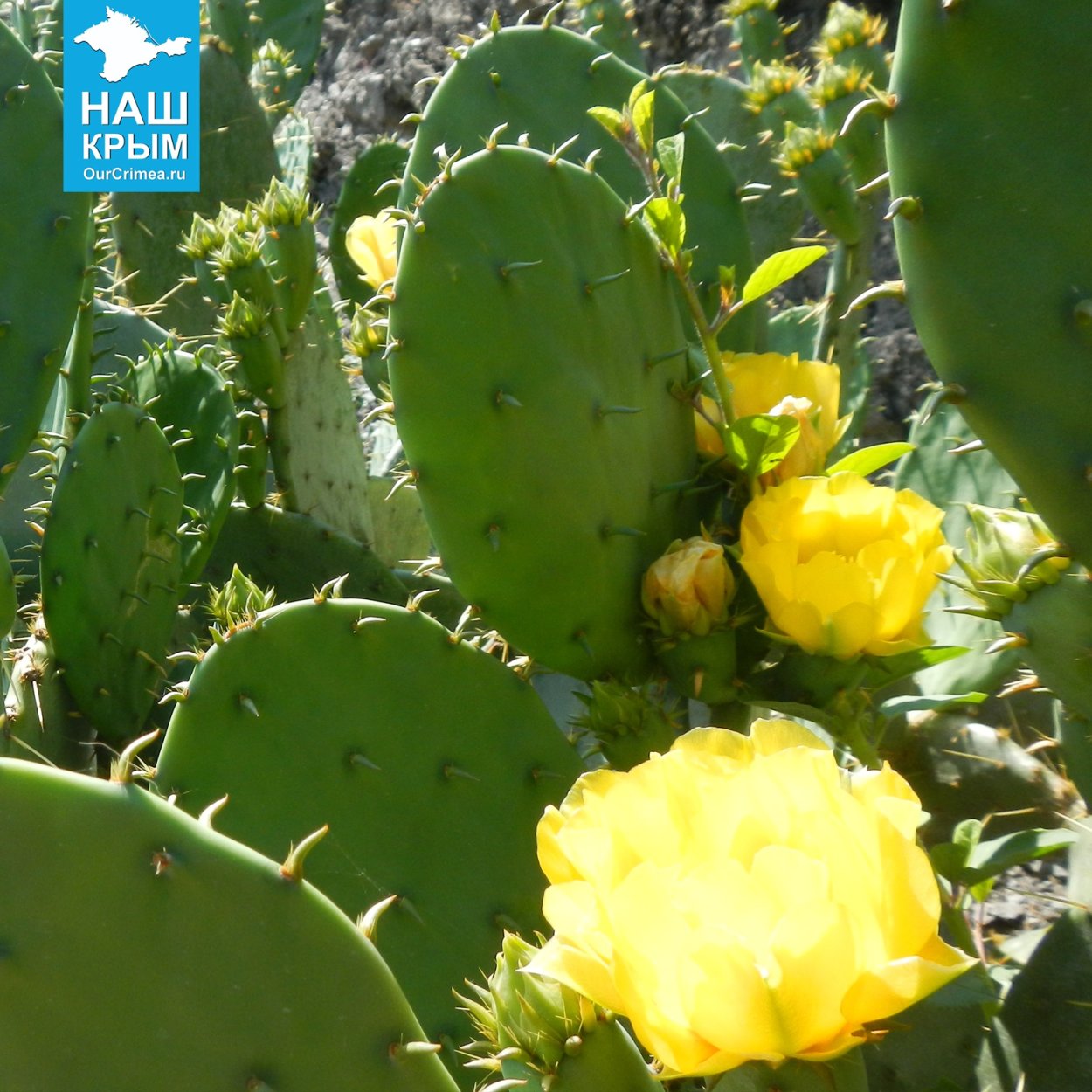 Опунция съедобная Крымская