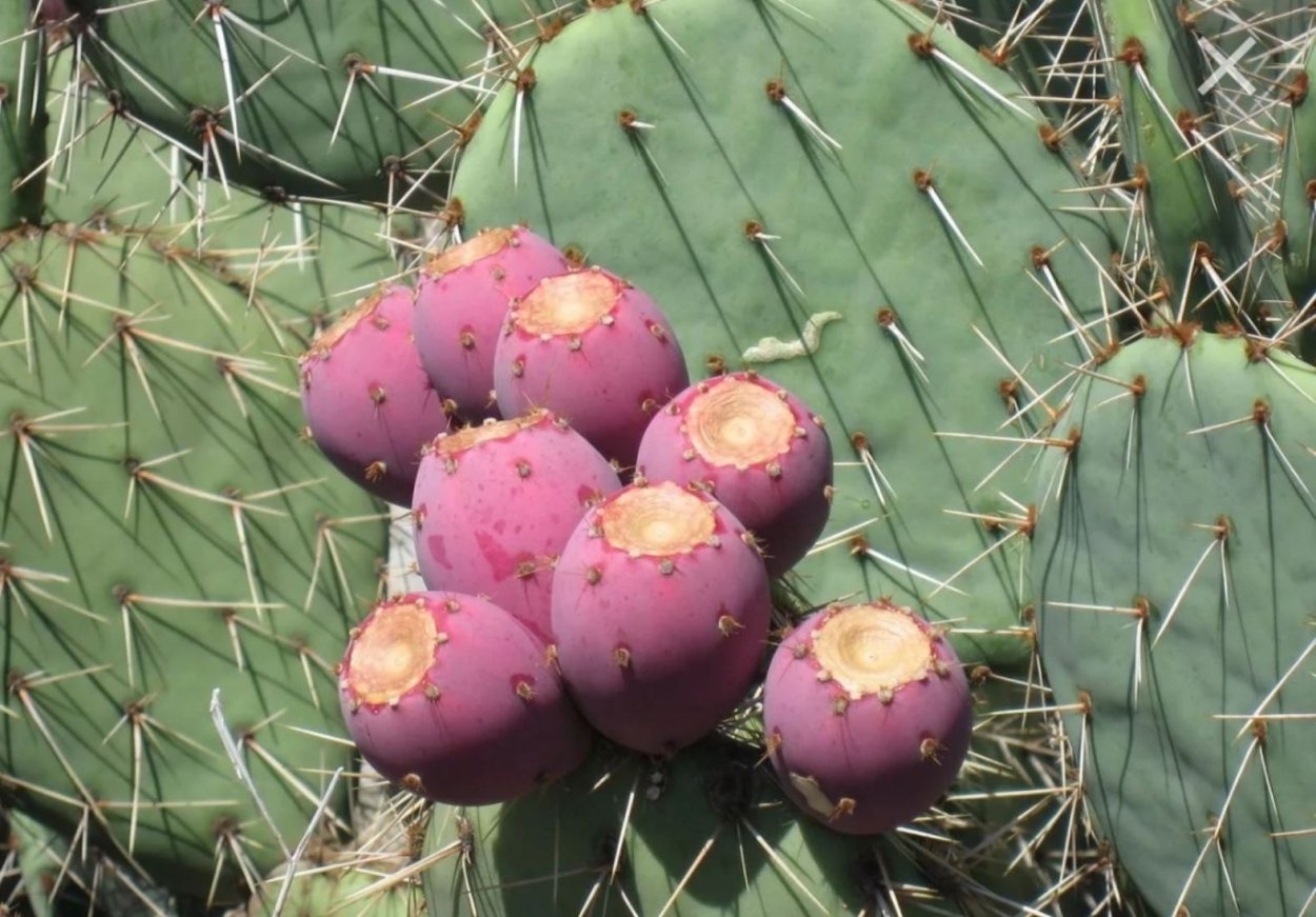 Опунция Крымская