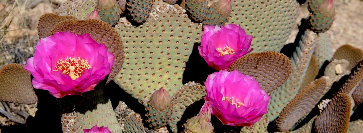 Опунция Клейна