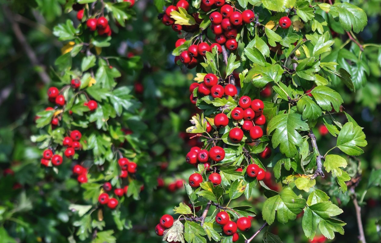 Crataegus monogyna,боярышник