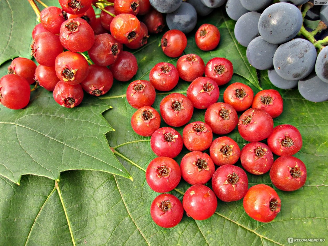 Боярышник сомнительный (Crataegus ambigua)