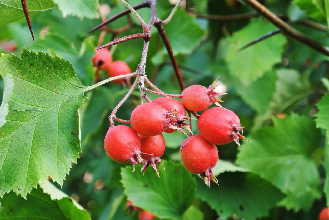Боярышник (Crataegus)