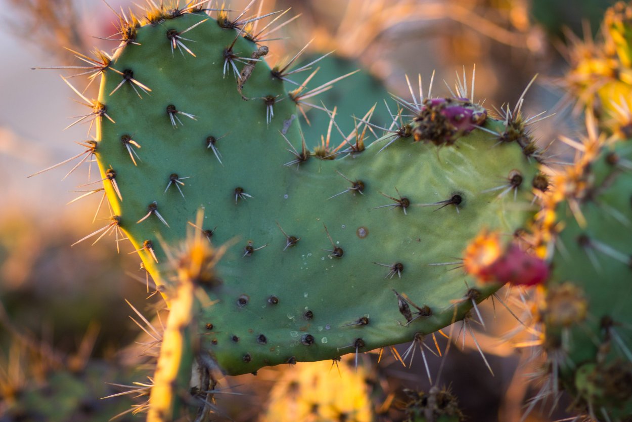 Опунция (Opuntia) (30 см)