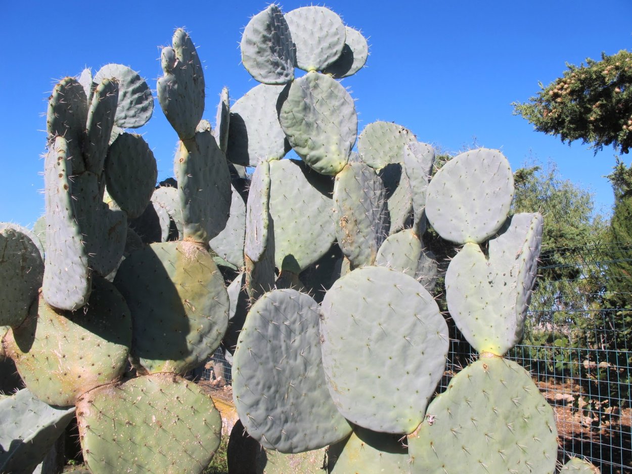 Опунции Карадаг