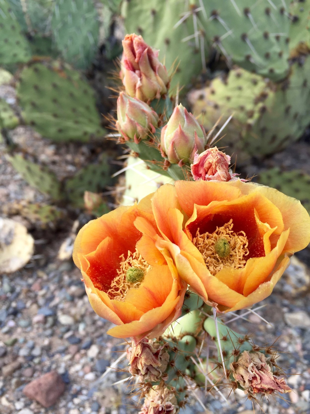 Опунция Крымская