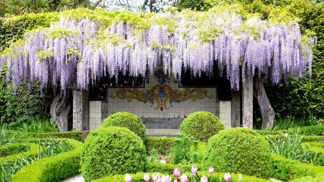 Глициния желтая