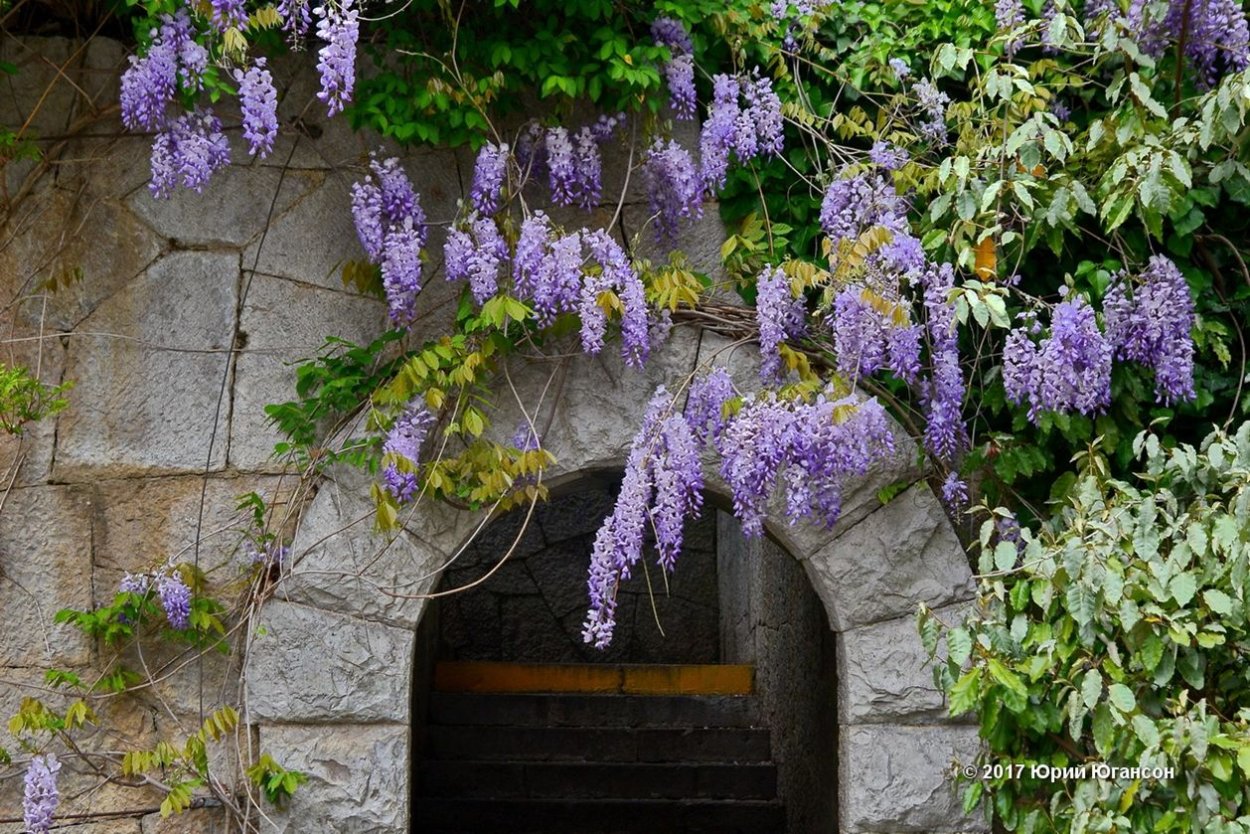 Воронцовский парк Глициния