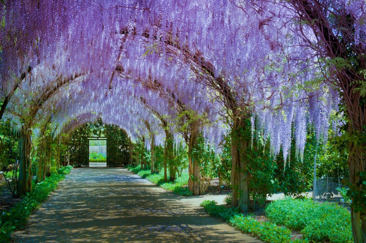 Цветение глицинии в Стамбуле