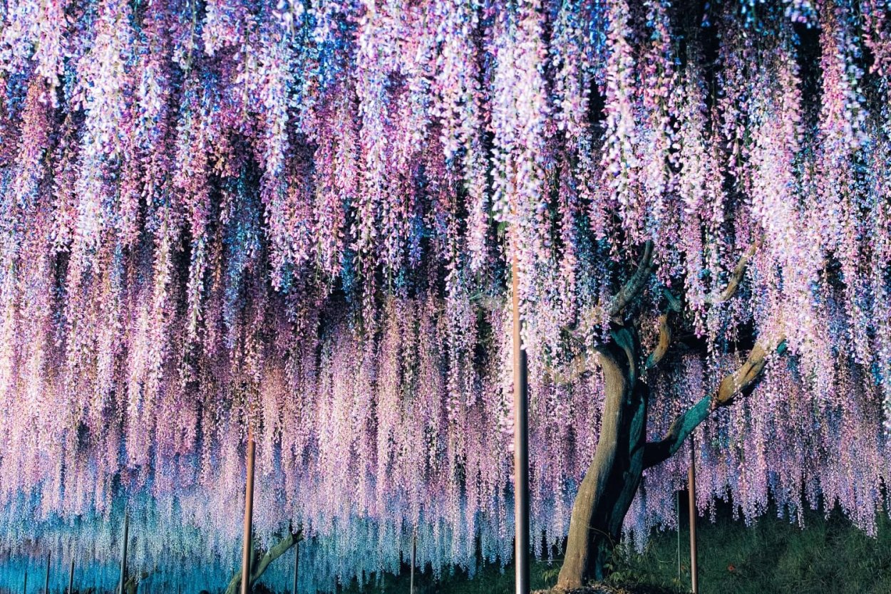 Глициния Крайола