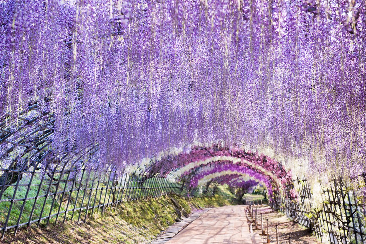 Вистерия Гарден