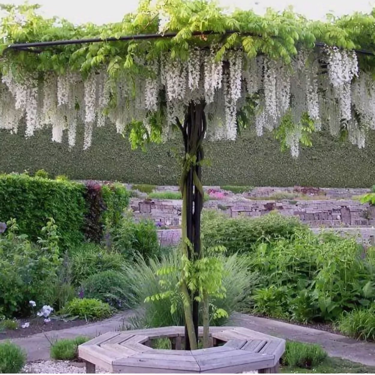 Глицин китайская Альба