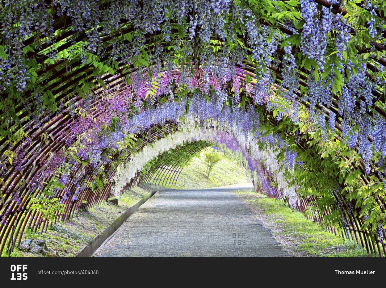 Сад цветов Кавати Фудзи в Японии