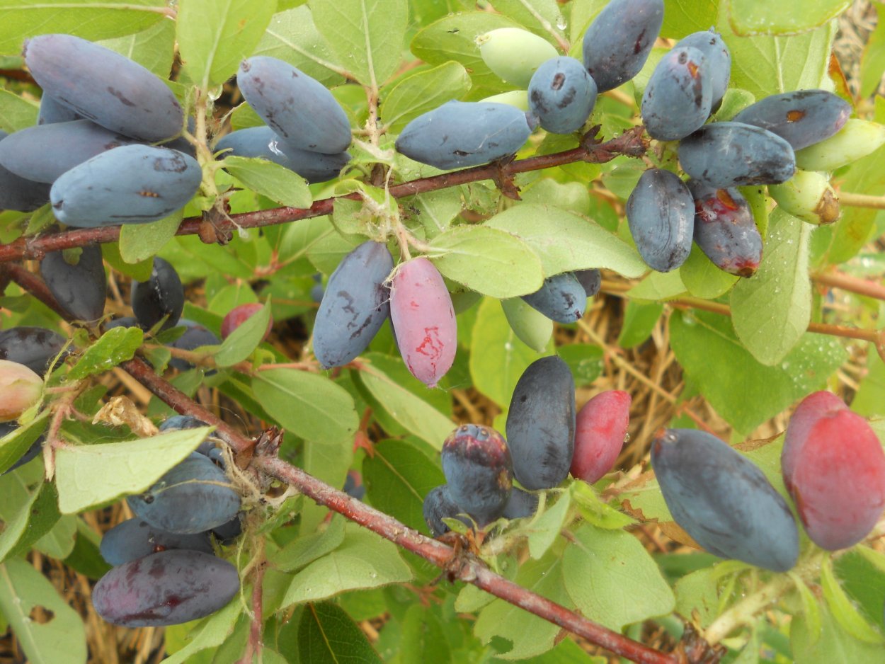 Жимолость съедобная