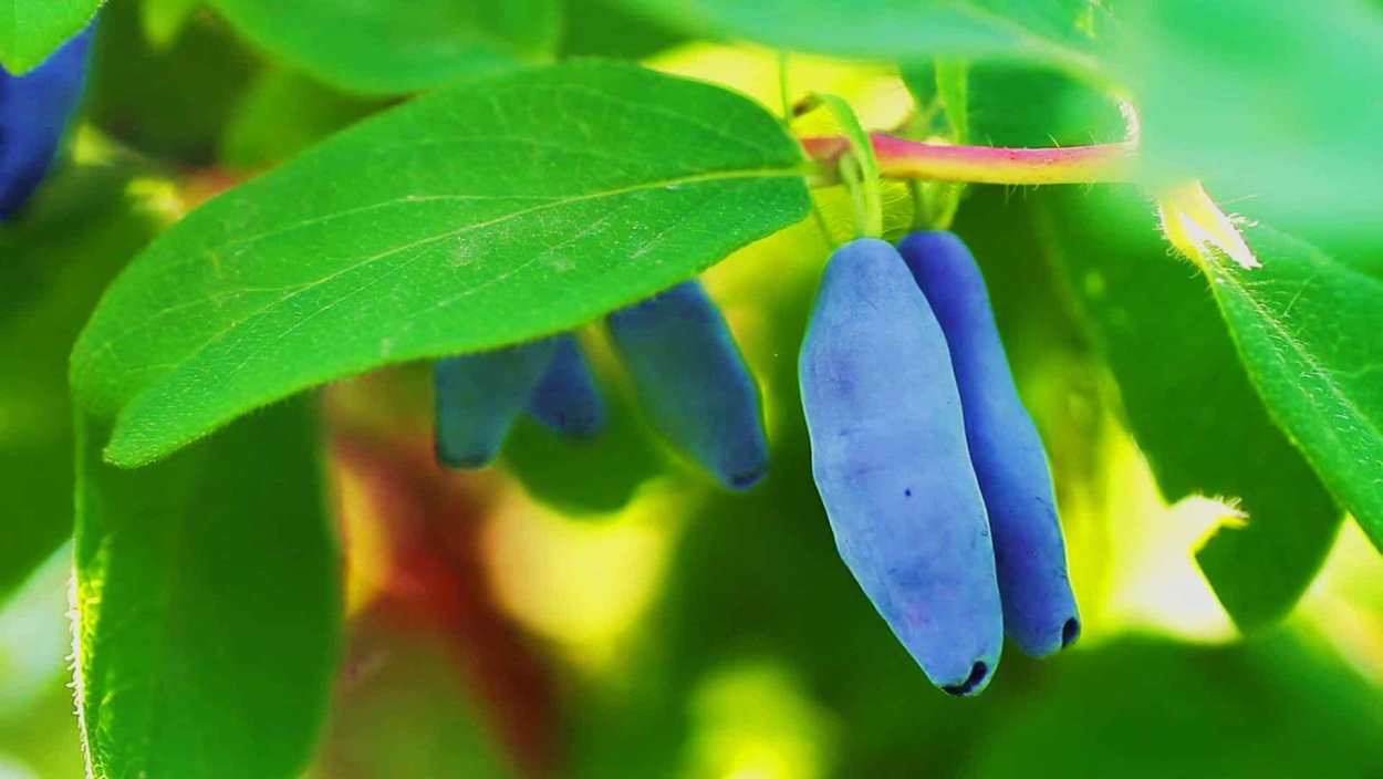 Голубика акварелью