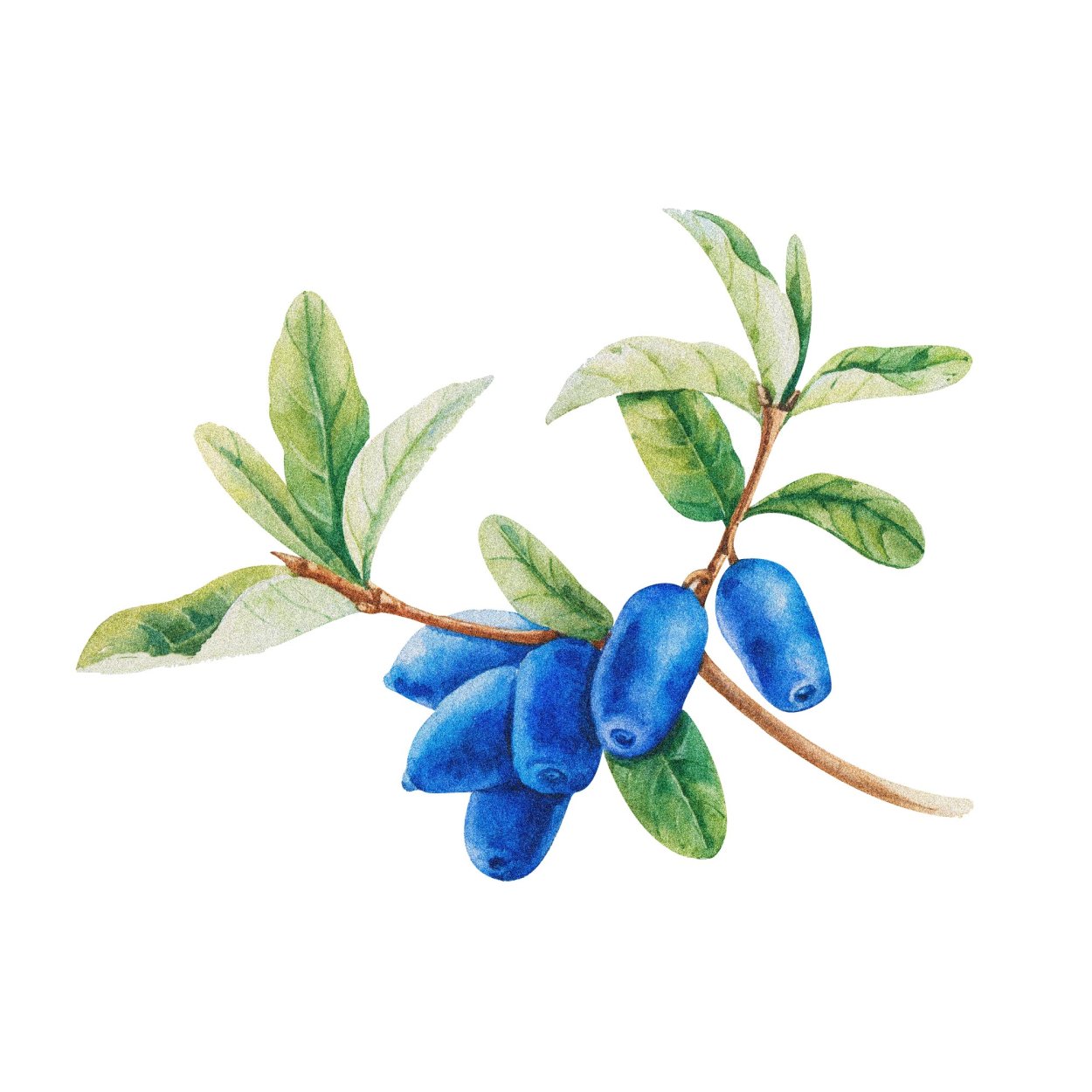 Жимолость ягода