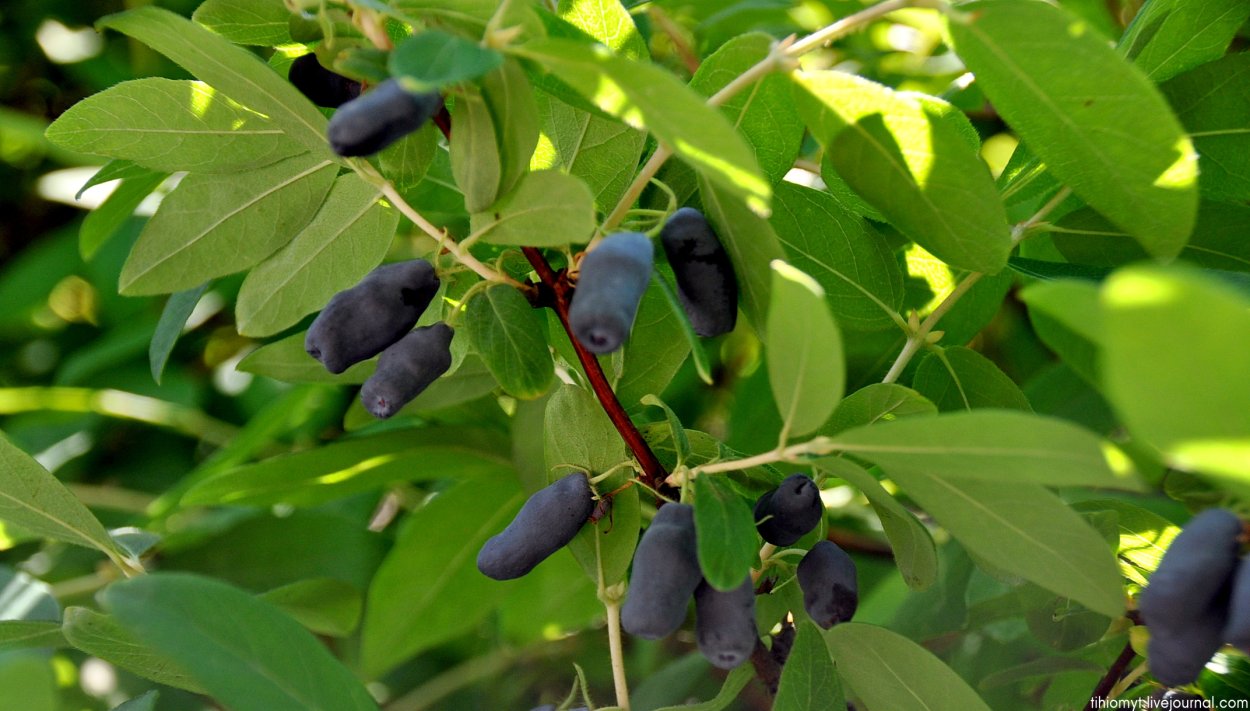 Жимолость голубое Веретено
