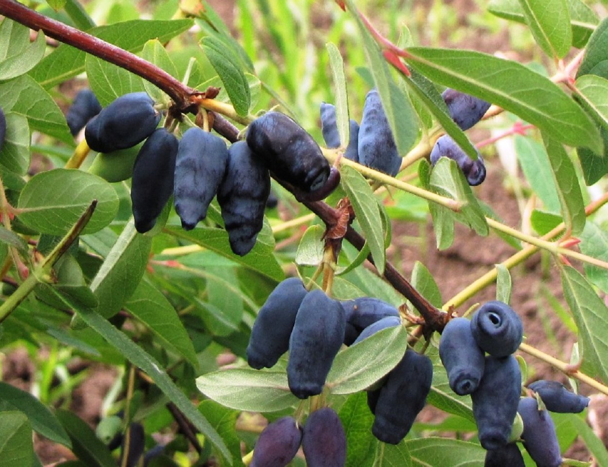 Жимолость блестящая Purple Storm