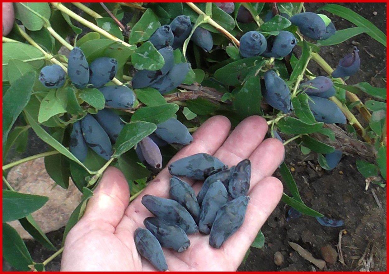 Жимолость Альберта в саду