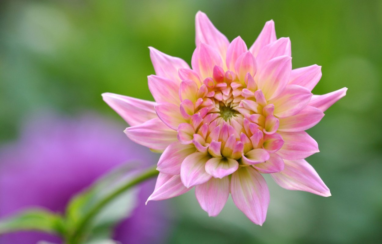 Георгин Лотос