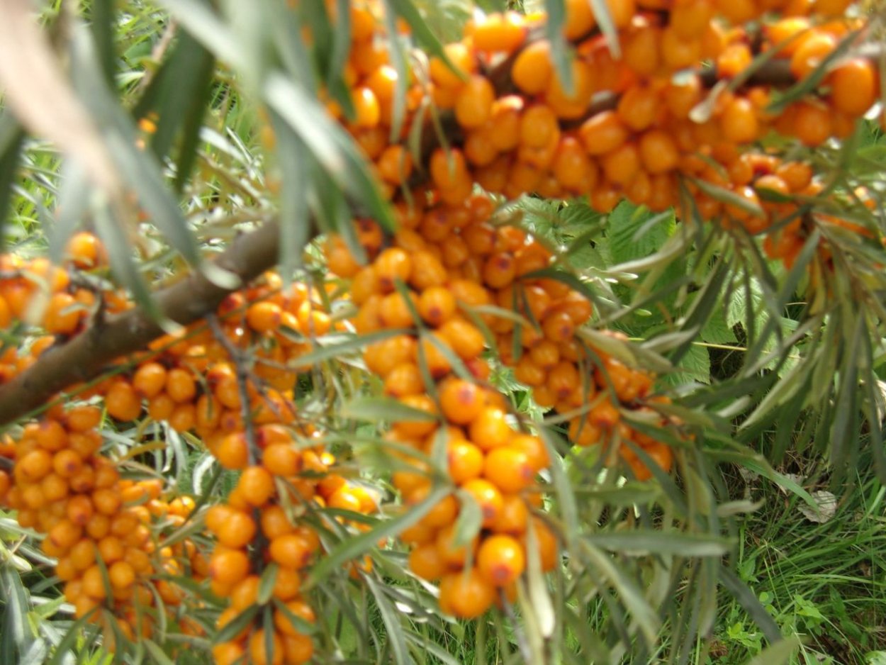 Узбекские финики Джида