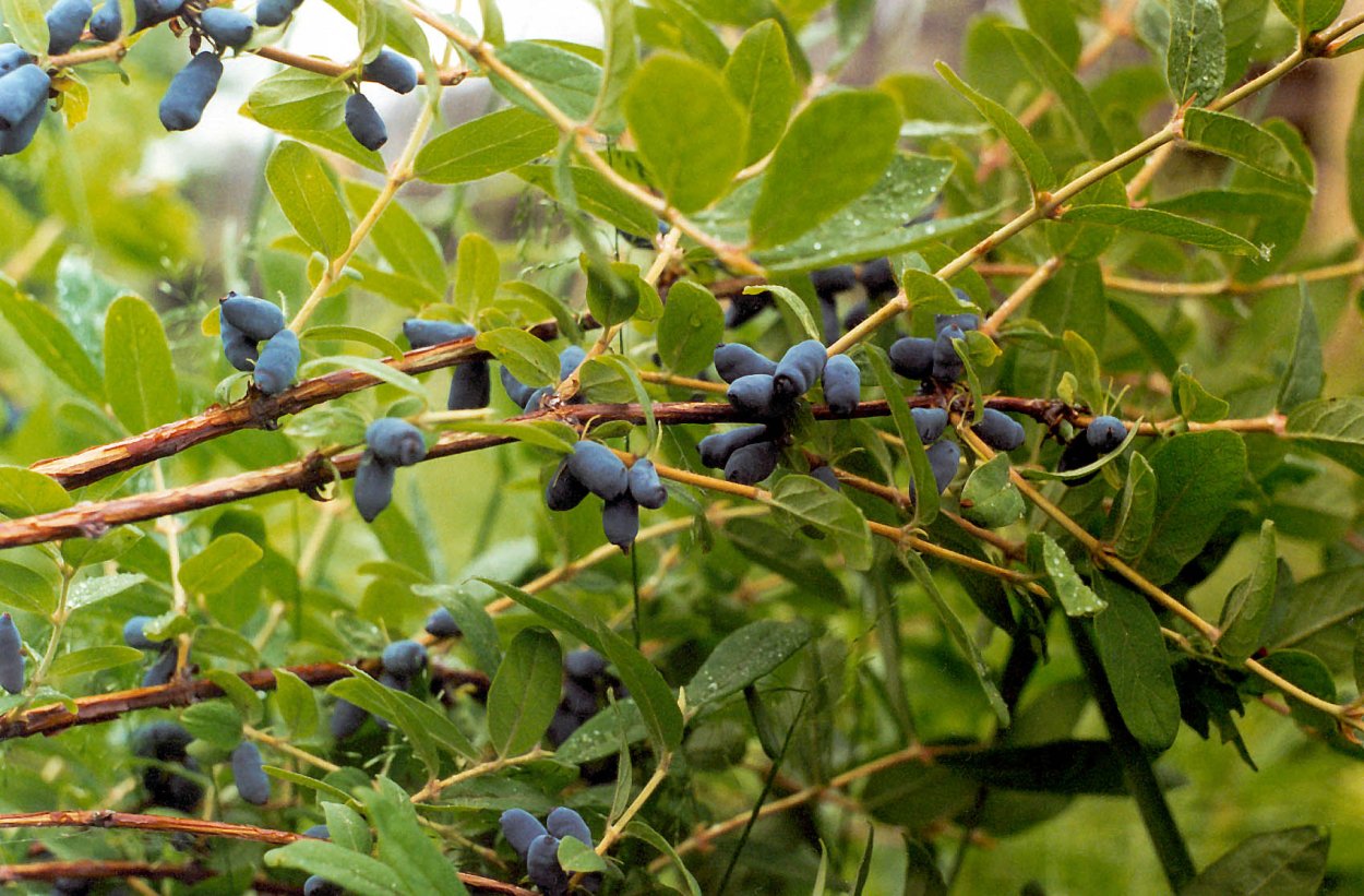 Жимолость Сибирская Дикая