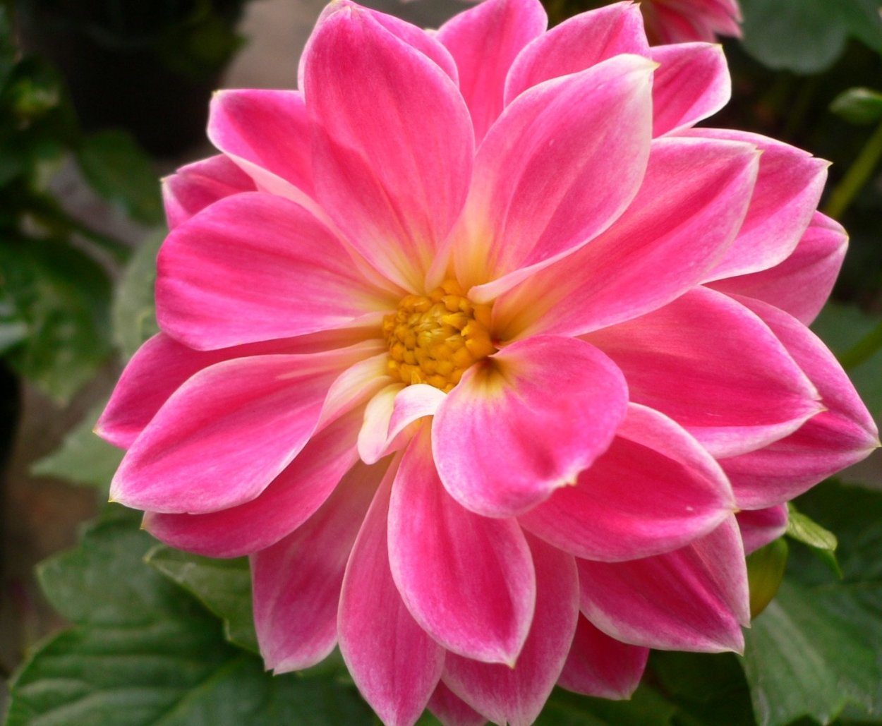 Георгина priceless Pink