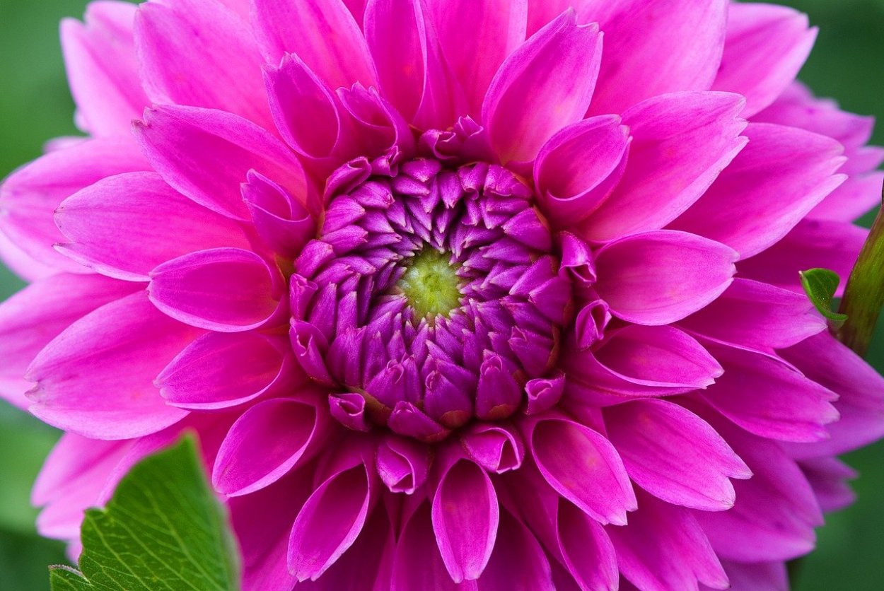 Астровые георгины