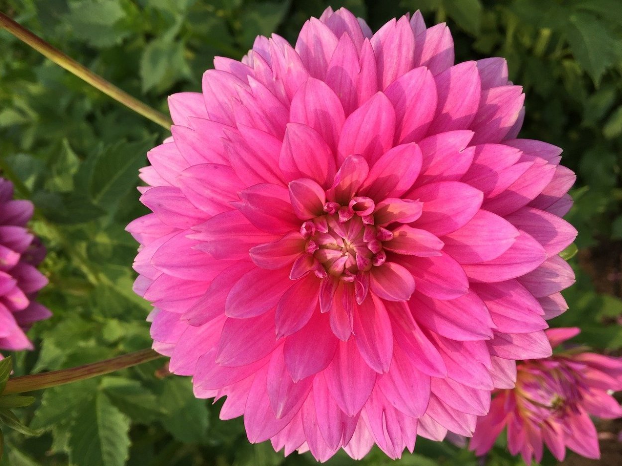 5 Розовых георгин