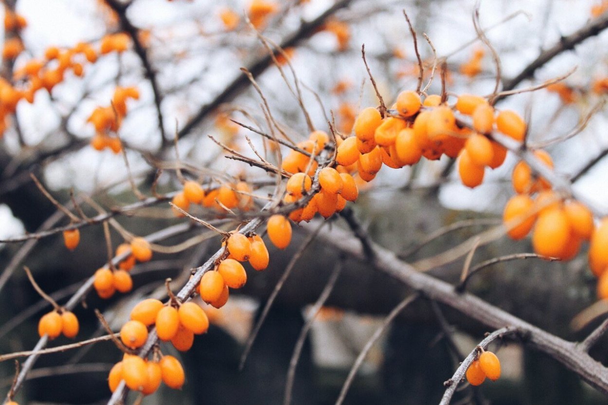 Унаби Джида