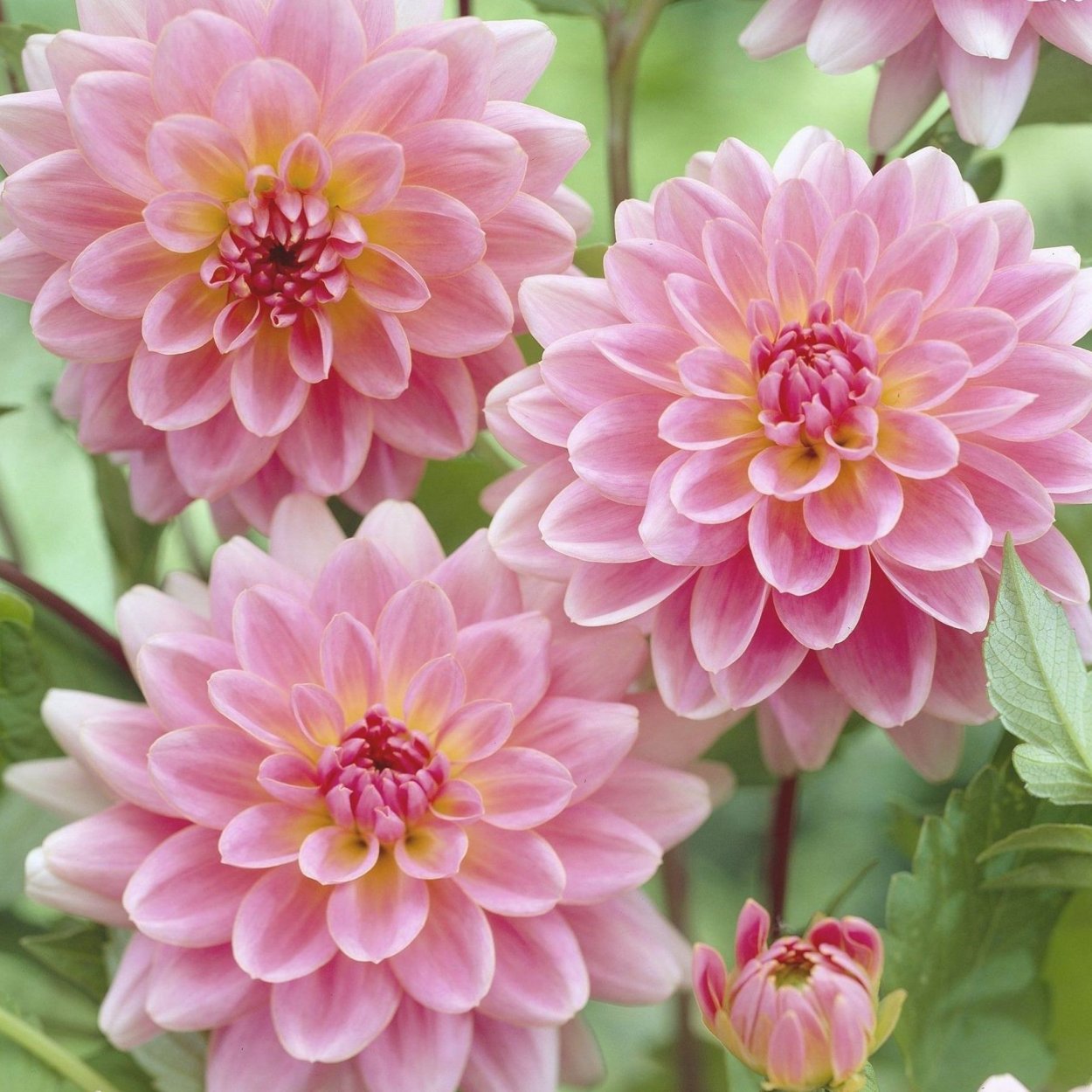 Георгин Джерри Хоэк