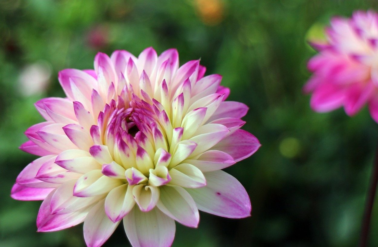 Георгины лотосовидные