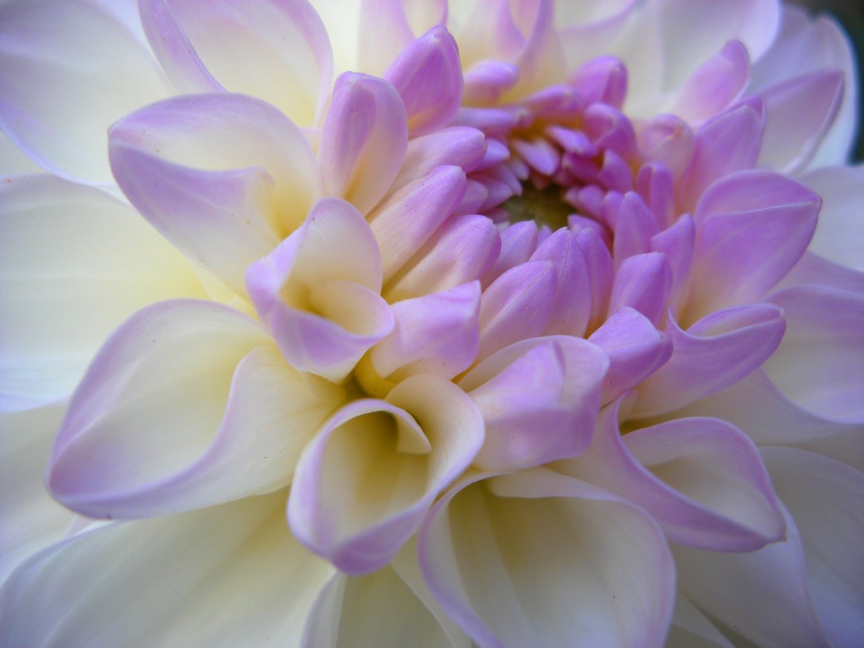 Георгины белый Лотос