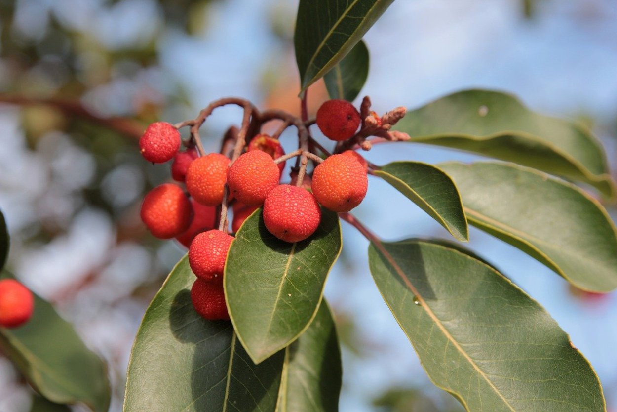 Облепиха шефердия