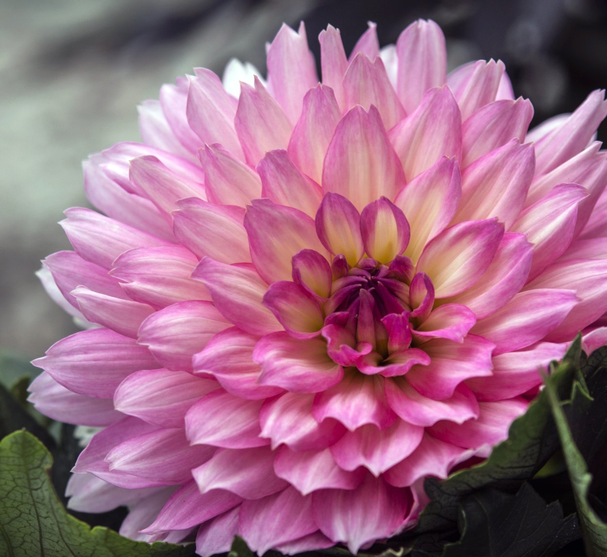 Dahlia Pink георгин