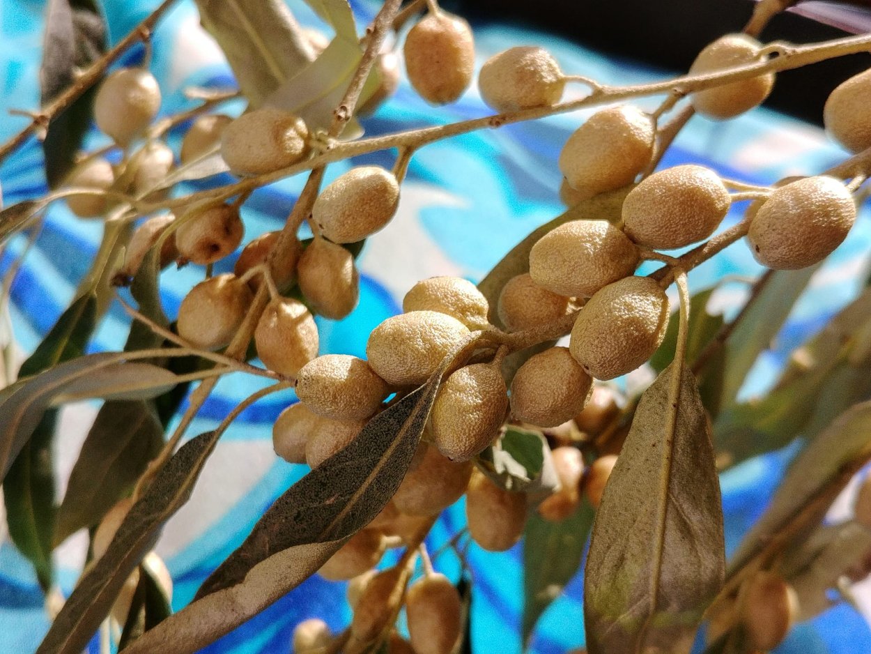 Финики Джида